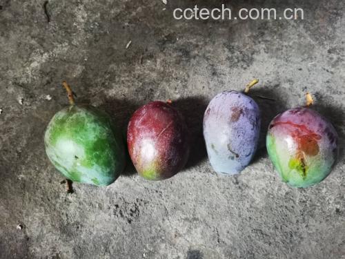 凯特芒不同成熟阶段的外观对比图
