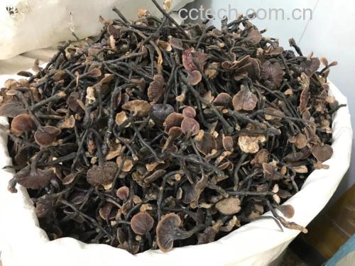 实验室研究人员正在检测竹灵芝提取物成分