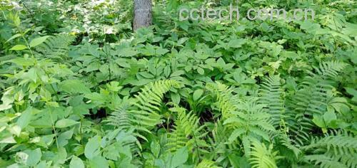 长白山原始森林中的野生人参植株