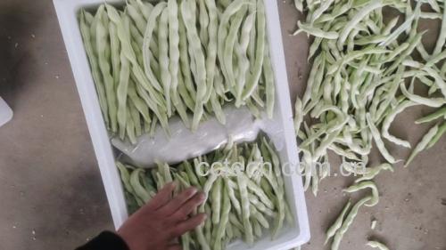 白不老豆角清洗与焯水过程
