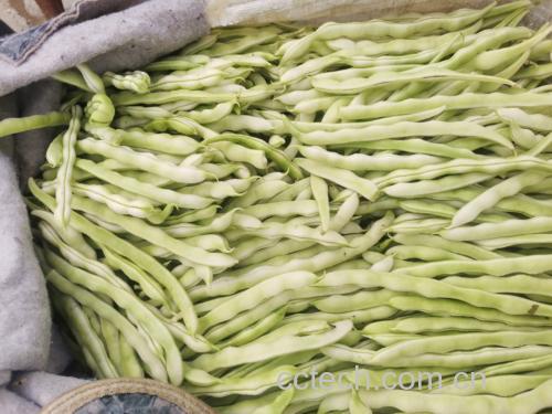白不老豆角炒西红柿食材准备