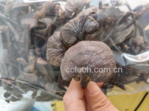 竹灵芝的营养价值解析