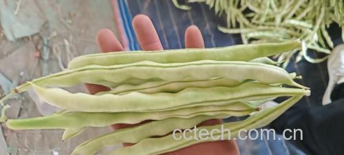 白不老豆角特写