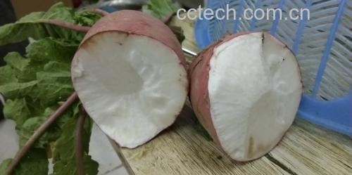 红皮萝卜切开的横截面展示其洁白的果肉