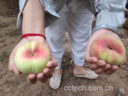 成熟蟠桃采摘场景