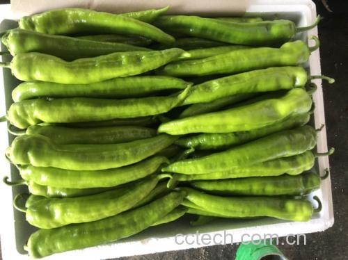 油焖尖椒所需食材展示图