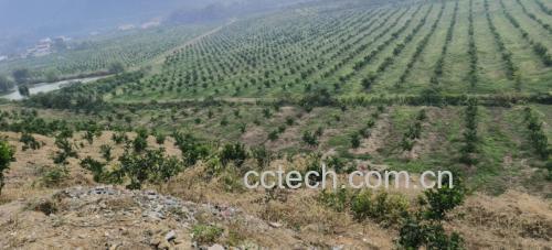葡萄柚种植园远景图