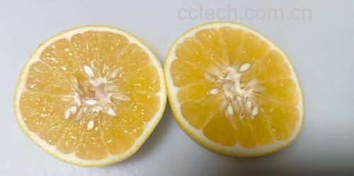 黄金柚与葡萄柚对比图