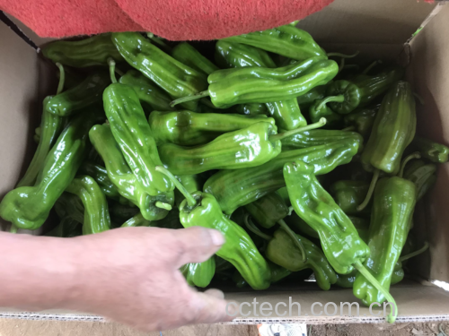 辣椒炒制过程