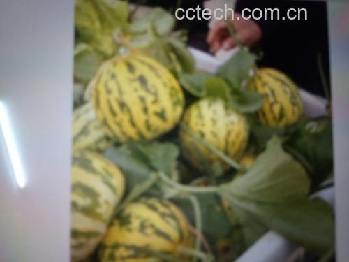 羊角蜜甜瓜特写