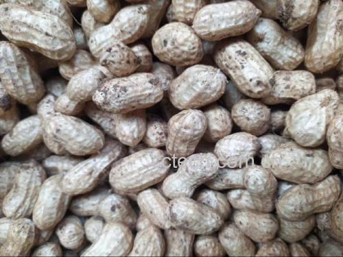 切开的西州蜜瓜25号内部果肉图