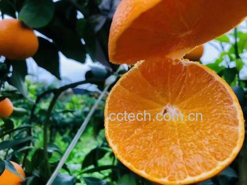 爱媛橙果皮特写展示橙萜丰富来源