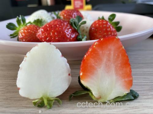 葡萄柚与红心柚外观对比