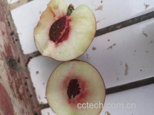 油桃与水蜜桃的食用方式示意图