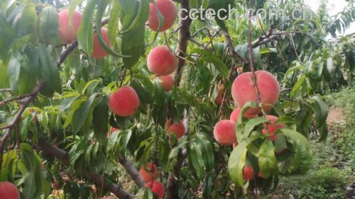 红不软桃果实在阳光下呈现饱满红色