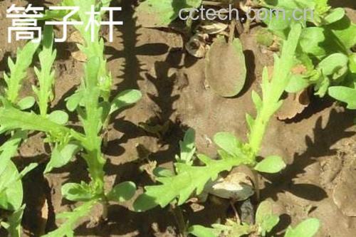 蒿子秆的嫩绿茎叶特写