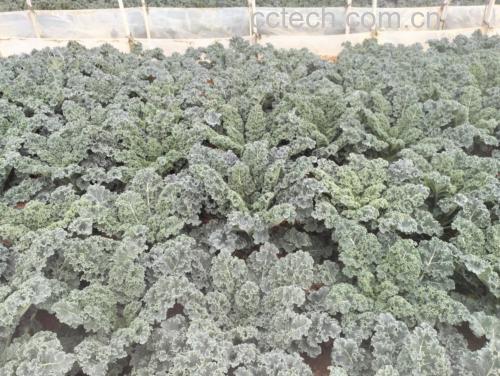 羽衣甘蓝种植图