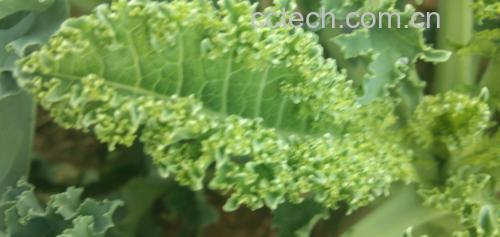 羽衣甘蓝叶片特写图
