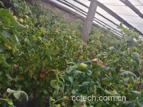 普罗旺斯番茄种植基地