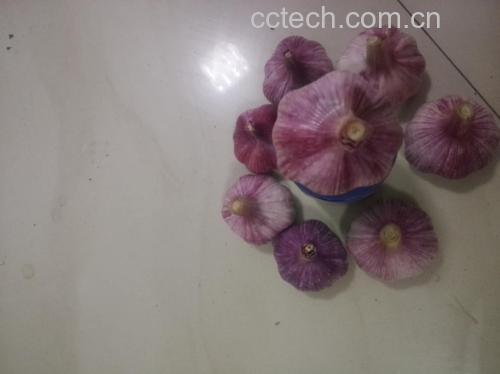 紫皮洋葱和大蒜煮水后的成品图