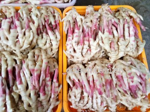 新鲜子姜特写