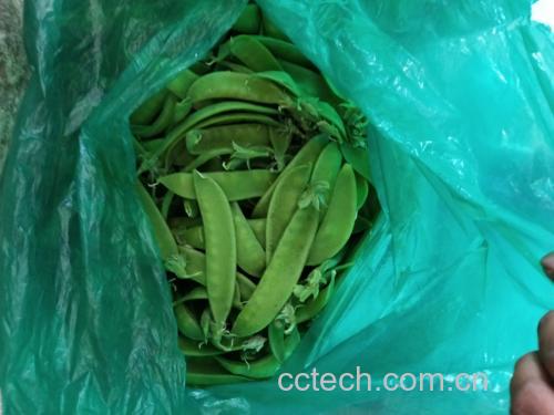 焯水后的荷兰豆放入凉水中冷却