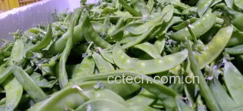 荷兰豆从生到熟的颜色变化