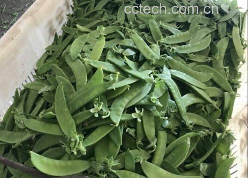 焯水后的荷兰豆