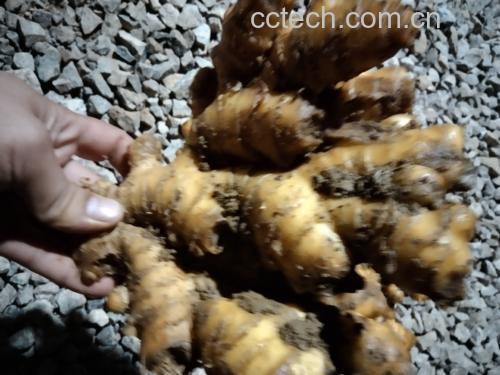 厚朴树与姜厚朴药材对比