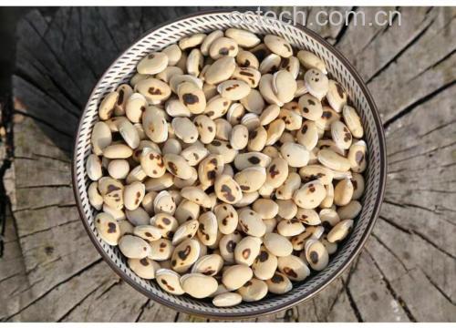 黑边白扁豆烹饪图