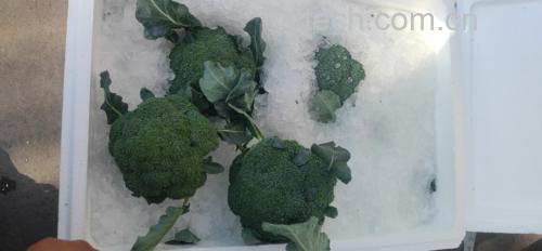 荷兰豆新鲜与隔夜对比图