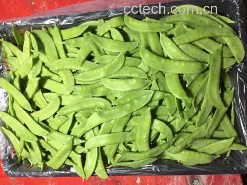 焯水后的荷兰豆