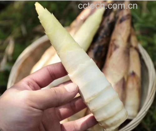 野山椒竹笋食材准备图
