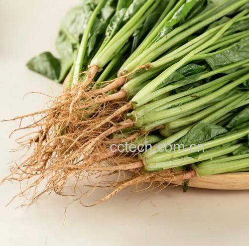凉拌小叶菠菜成品图