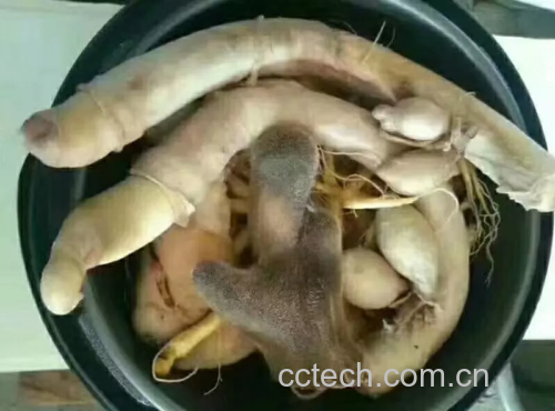 鹿鞭与鹿茸炖汤场景图