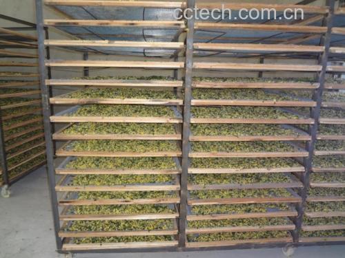 杭白菊茶泡制过程