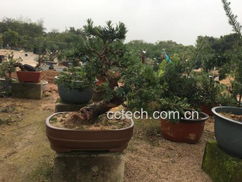 罗汉松果子在园林中的种植场景
