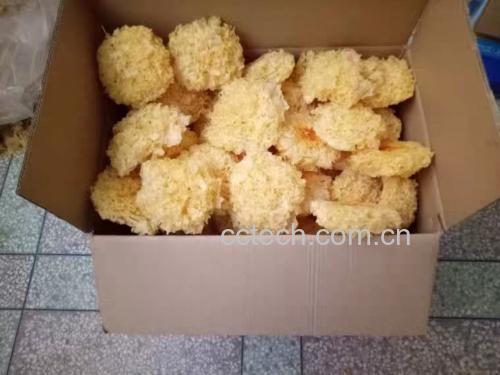 椴木银耳的栽培环境