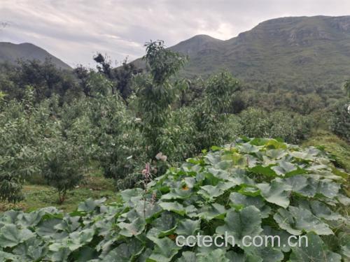 中华大寿桃果园实景