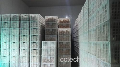 冻酸梨子储存示意图