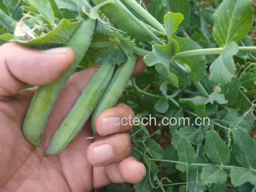 青豌豆在菜篮中新鲜翠绿，背景为田园风光