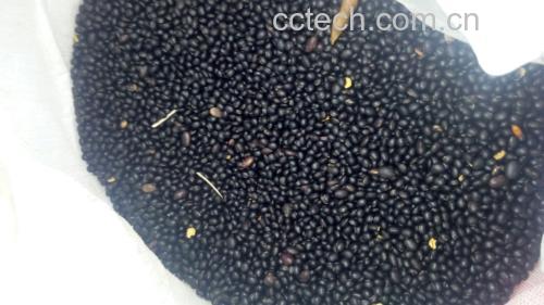 黑豆豆浆与黄豆豆浆成品对比图