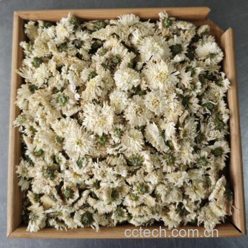 杭白菊茶饮场景图