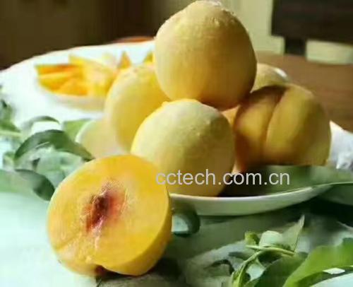 炎陵黄桃果实特写