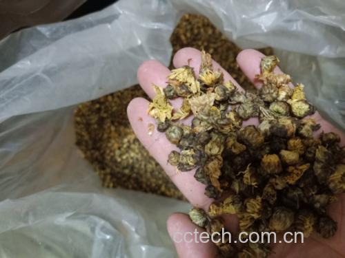杭白菊泡水所需食材展示