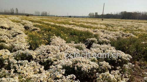 杭白菊种植基地