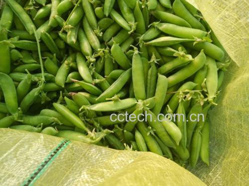 青豌豆的营养价值