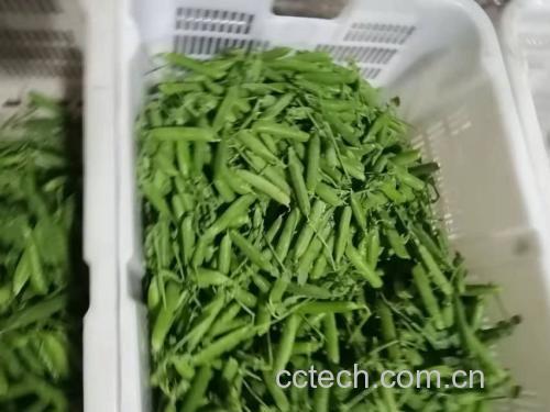 虾仁青豌豆成品图