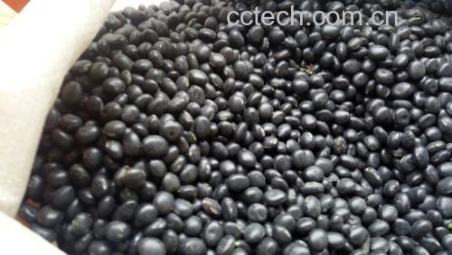 黑豆豆浆成品图
