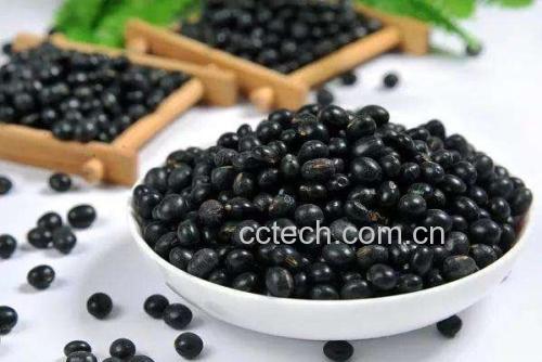 人体肠道结构与黑豆消化过程图示